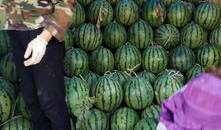 河南校园吃瓜爆料事件,揭秘校园内幕事件